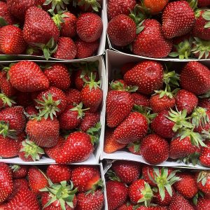 Fraise de Carros