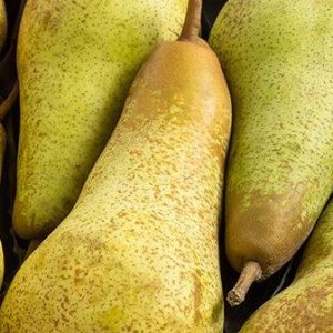 Poire abate