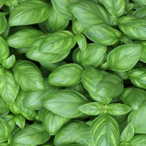 Basilic
