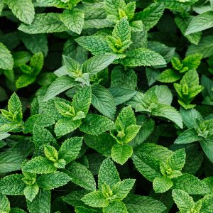 Menthe