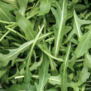 Roquette