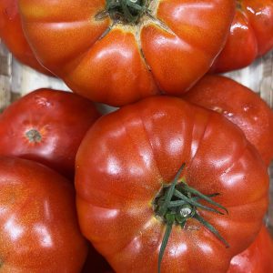 Tomate marmande