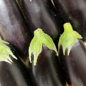 Aubergine